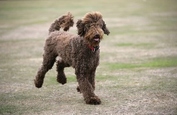 Chocolate labradoodle running in field