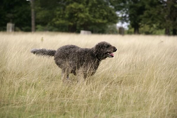 Chocolate labradoodle running in field
