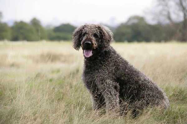 Chocolate labradoodle sitting in field