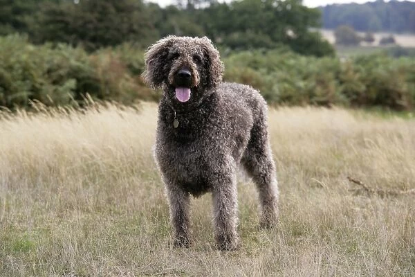 Chocolate labradoodle standing in field
