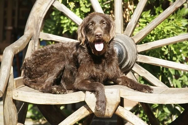 Chocolate labradoodle on wooden chair