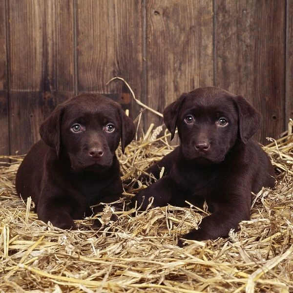 Chocolate Labrador Dog Puppies at 6 weeks