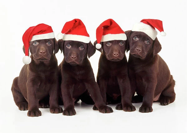 Chocolate Labrador Dog - puppies 6 weeks old wearing Christmas hats
