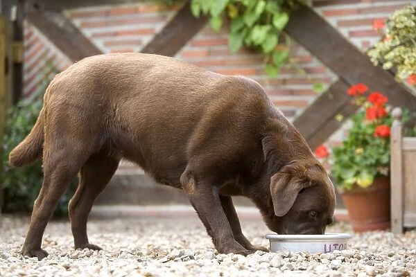 Chocolate Labrador - eating from bowl