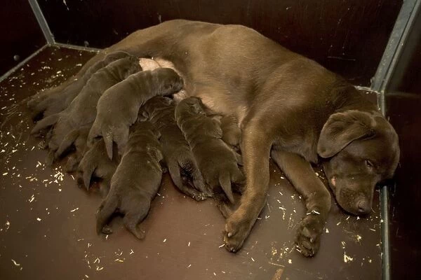 Chocolate Labrador - female with puppies suckling
