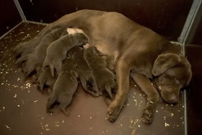 Framed Print : Chocolate Labrador - female with puppies suckling Framed Print : Chocolate Labrador - female with puppies suckling