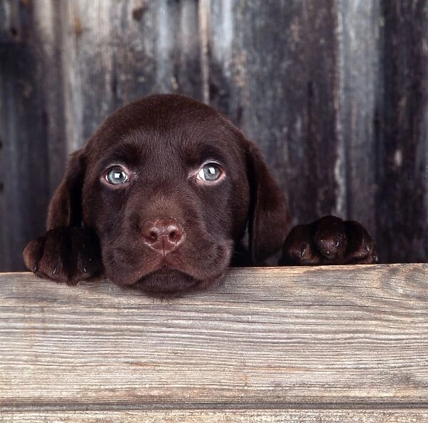Chocolate Labrador Puppy, 6 weeks old