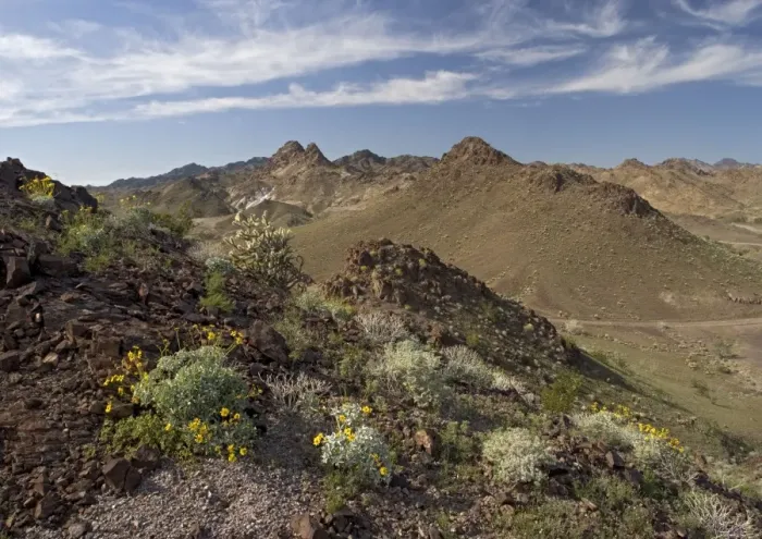 Framed Print : The Chocolate Mountains - with spring flowers such as brittle bush, cacti etc. SE California, on the Arizona border, USA Framed Print : The Chocolate Mountains - with spring flowers such as brittle bush, cacti etc. SE California, on the Arizona border, USA