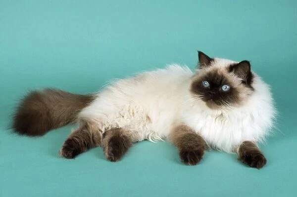 Chocolate Point Persian Cat