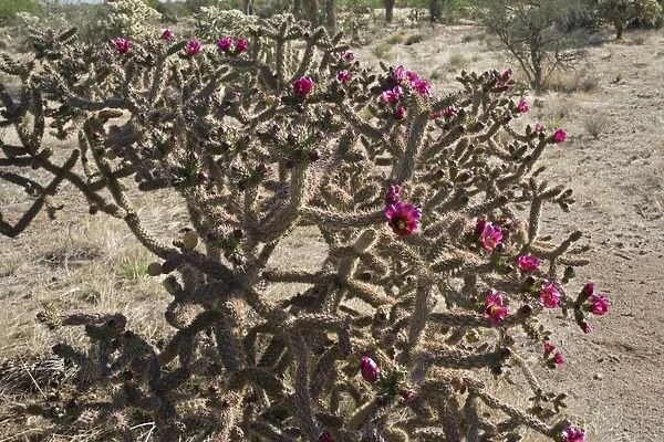 Cholla Cactus with blossoms - Sonoran Desert - Arizona