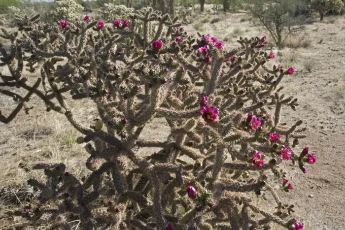 Framed Print : Cholla Cactus with blossoms - Sonoran Desert - Arizona Framed Print : Cholla Cactus with blossoms - Sonoran Desert - Arizona