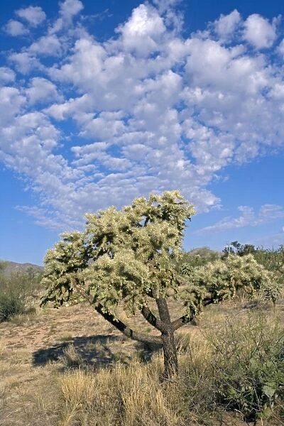 Cholla Cactus (Opuntia spp. ) - Sonoran Desert - Arizona - USA - Most likely chainfruit cholla - Opuntia fulgida