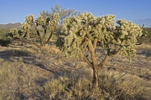 Cholla Cactus (Opuntia spp. ) - Sonoran Desert - Arizona - USA - Most likely chainfruit cholla - Opuntia fulgida