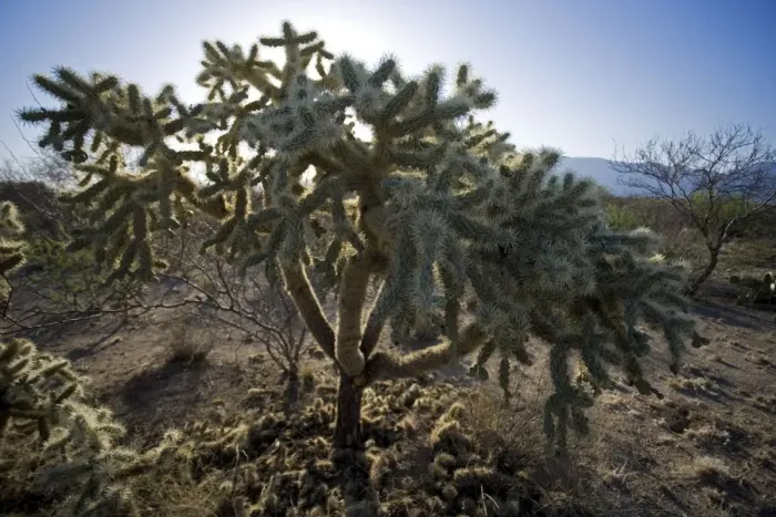 Framed Print : Cholla Cactus (Opuntia spp. ) - Sonoran Desert - Arizona Framed Print : Cholla Cactus (Opuntia spp. ) - Sonoran Desert - Arizona