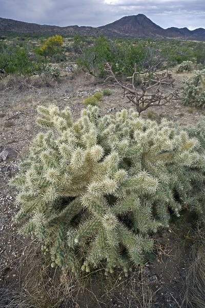Cholla Cactus - Sonoran Desert - Arizona - USA - Most likely chainfruit cholla - Opuntia fulgida
