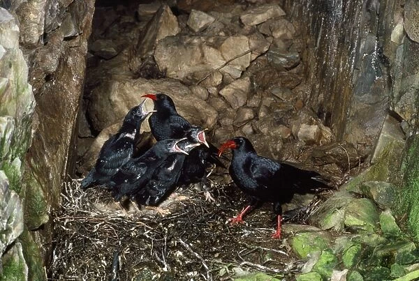 Chough. RJCB-826. CHOUGH - at nest with young