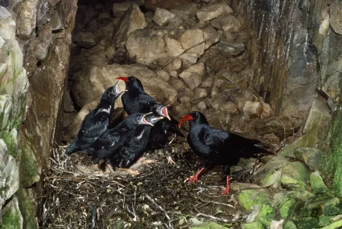 Framed Print : Chough. RJCB-826. CHOUGH - at nest with young Framed Print : Chough. RJCB-826. CHOUGH - at nest with young