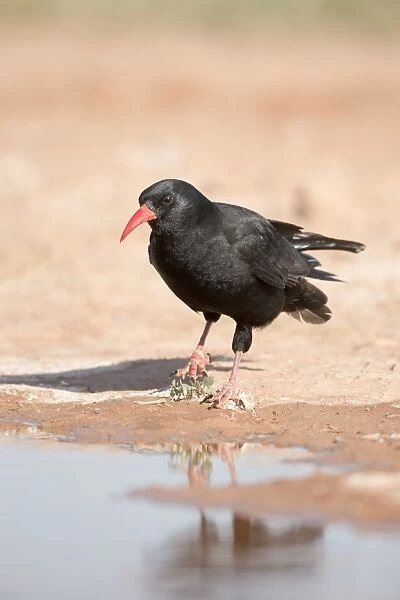 Chough - drinking from pool - Spain