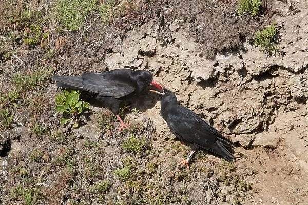 Choughs - adult feeding young - Cornwall