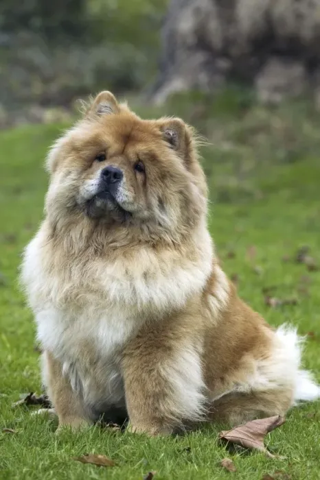 Framed Print : Chow Chow. LA-2968. Chow Chow. Jean Michel Labat Framed Print : Chow Chow. LA-2968. Chow Chow. Jean Michel Labat