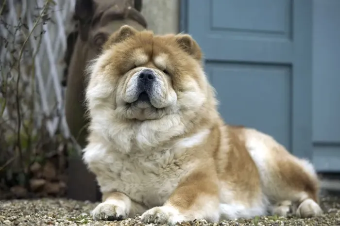 Framed Print : Chow Chow Dog - Lying down Framed Print : Chow Chow Dog - Lying down