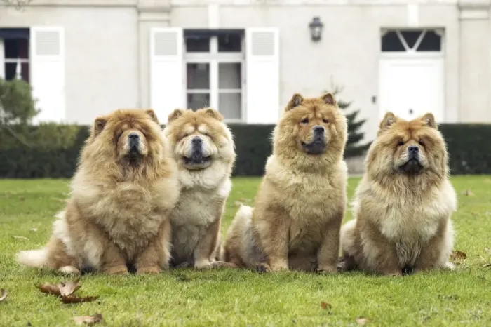 Framed Print : Chow Chow - line of four Framed Print : Chow Chow - line of four