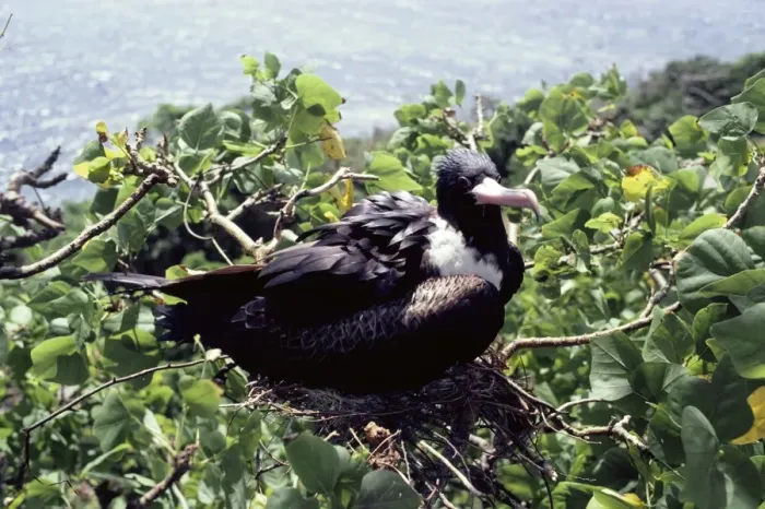 Framed Print : Christmas Island frigatebird Framed Print : Christmas Island frigatebird