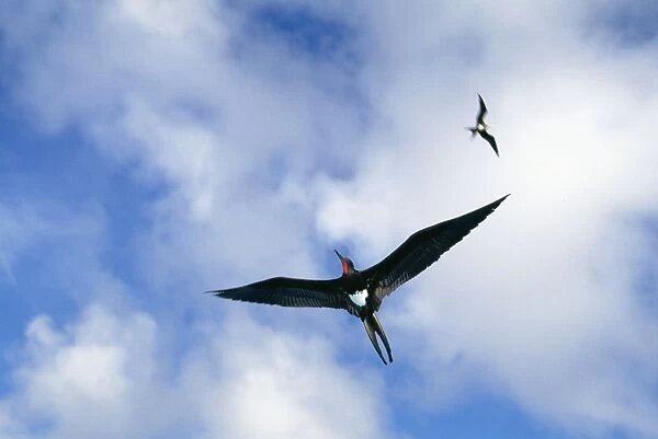 Christmas Island Frigatebird - In flight - Christmas Island, Indian Ocean (Australian Territory), endemic to Christmas Island JPF36390