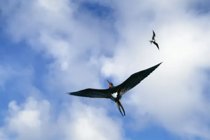 Framed Print : Christmas Island Frigatebird - In flight - Christmas Island, Indian Ocean (Australian Territory), endemic to Christmas Island JPF36390 Framed Print : Christmas Island Frigatebird - In flight - Christmas Island, Indian Ocean (Australian Territory), endemic to Christmas Island JPF36390