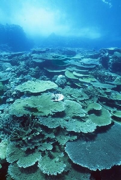 Christmas Island - Indian Ocean - fringing coral reef (Acropora hyacinthus)