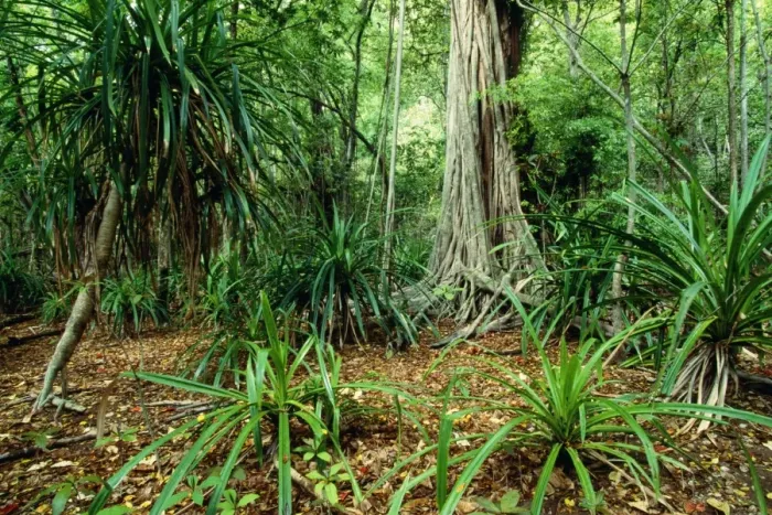 Framed Print : Christmas Island JPF 9826 Lower terrace forest. Indian Ocean (Australian Territory) Pandanus sp. & Ficus sp. © Jean-Paul Ferrero / ardea. com Framed Print : Christmas Island JPF 9826 Lower terrace forest. Indian Ocean (Australian Territory) Pandanus sp. & Ficus sp. © Jean-Paul Ferrero / ardea. com