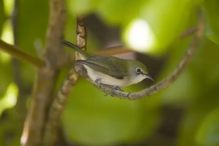 Framed Print : Christmas Island White-eye On Horsburgh Island in the Cocos (Keeling) Islands. Introduced from Christmas Island in the 1800s. Common and flourishing Framed Print : Christmas Island White-eye On Horsburgh Island in the Cocos (Keeling) Islands. Introduced from Christmas Island in the 1800s. Common and flourishing