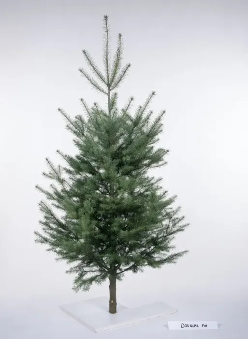Framed Print : Christmas Tree - Douglas Fir variety Framed Print : Christmas Tree - Douglas Fir variety