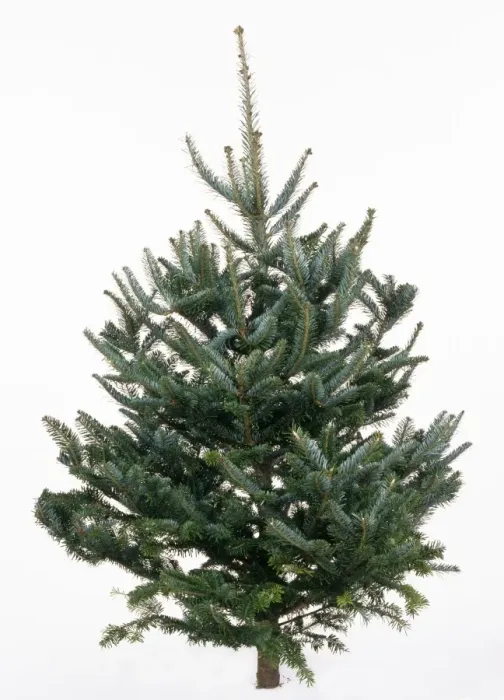Framed Print : Christmas Tree - Fraser Fir variety Framed Print : Christmas Tree - Fraser Fir variety