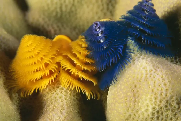 Framed Print : Christmas Tree Worms Great Barrier Reef, Australia. Fam: Serpulidae