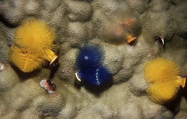 Christmas Tree Worms Great Barrier Reef