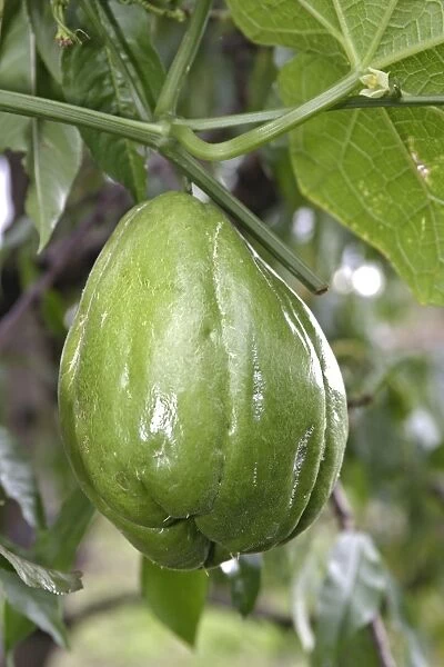 Christophine  /  Chayote - tropical vegetable ￼
