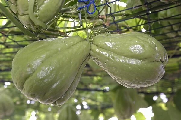Christophine  /  Chayote - tropical vegetable orginally from South America