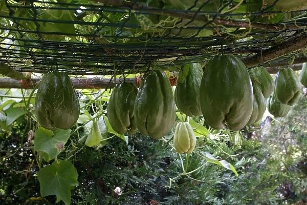 Christophine  /  Chow chow  /  Pear squash - tropical edible plant. Alsace - France