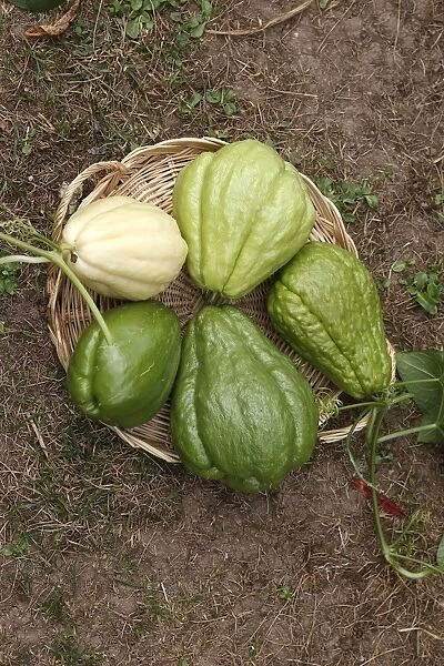 Christophine  /  Chow chow  /  Pear squash - tropical edible plant - different varities. Alsace - France