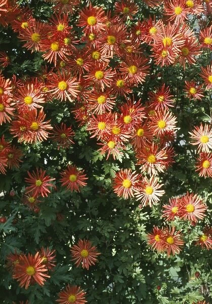 Chrysanthemum Wisley Bronze - Cascade variety