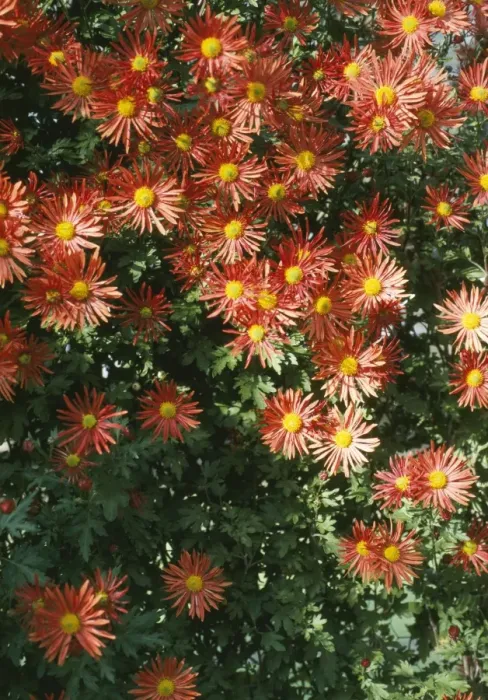 Framed Print : Chrysanthemum Wisley Bronze - Cascade variety Framed Print : Chrysanthemum Wisley Bronze - Cascade variety