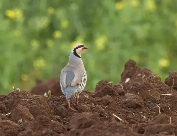 Framed Print : Chukar Partirdge - stood in ploughed field - April - Cyprus Framed Print : Chukar Partirdge - stood in ploughed field - April - Cyprus