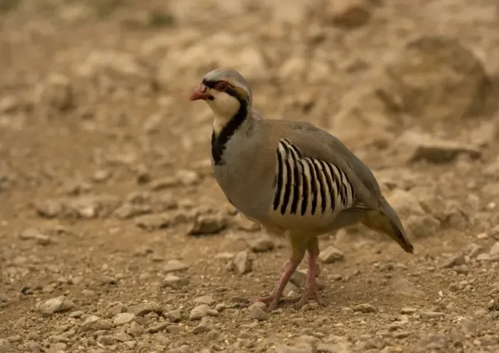 Framed Print : Chukar / Red-legged / Rock / Indian hill Partridge Framed Print : Chukar / Red-legged / Rock / Indian hill Partridge