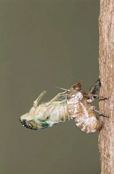 Cicada - adult emerging from nymphal skin, shedding skin (exoskeleton) Kruger National Park, South Africa