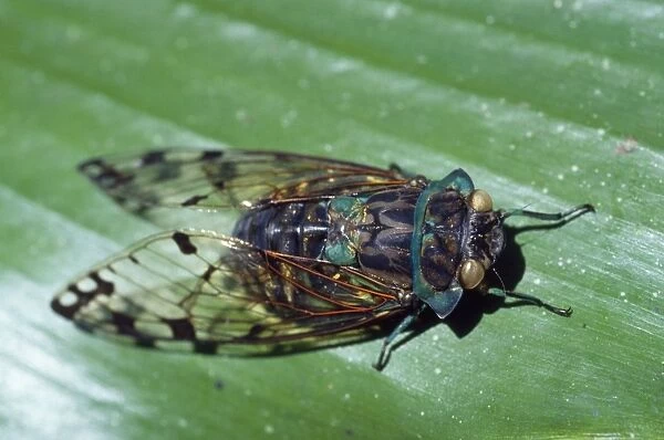 Cicada - Costa Rica