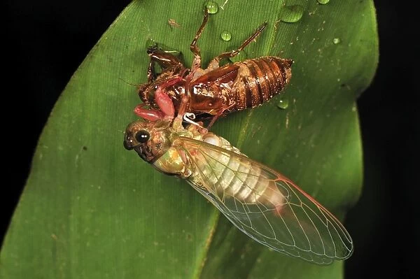 Cicada emerged from nymphal case - Andasibe-Mantadia National Park - Madagascar