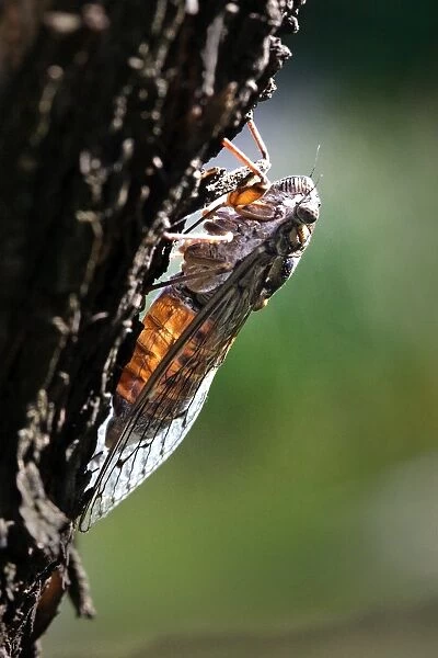 Cicada. France