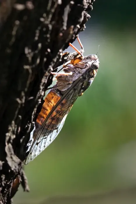 Framed Print : Cicada. France Framed Print : Cicada. France