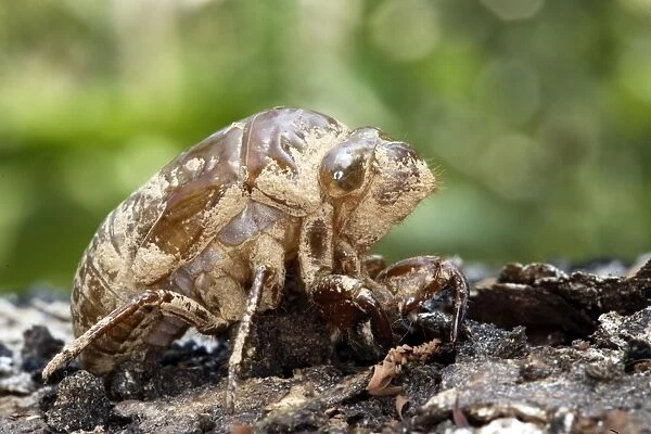 Cicada Heath River Centre Amazon Peru